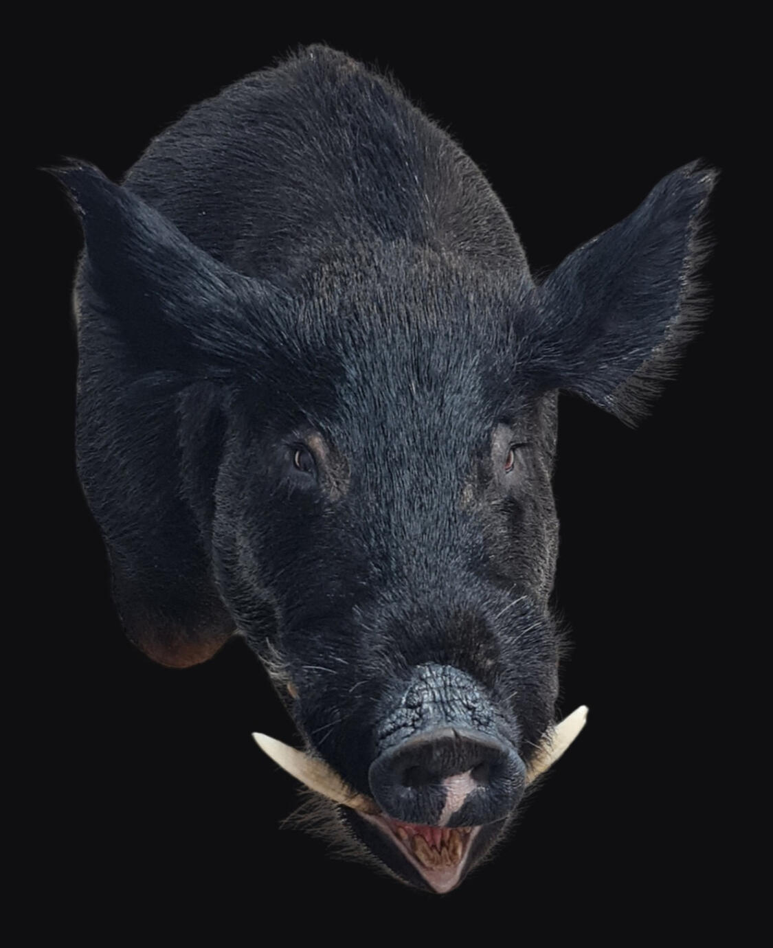 Wild boar shoulder mount