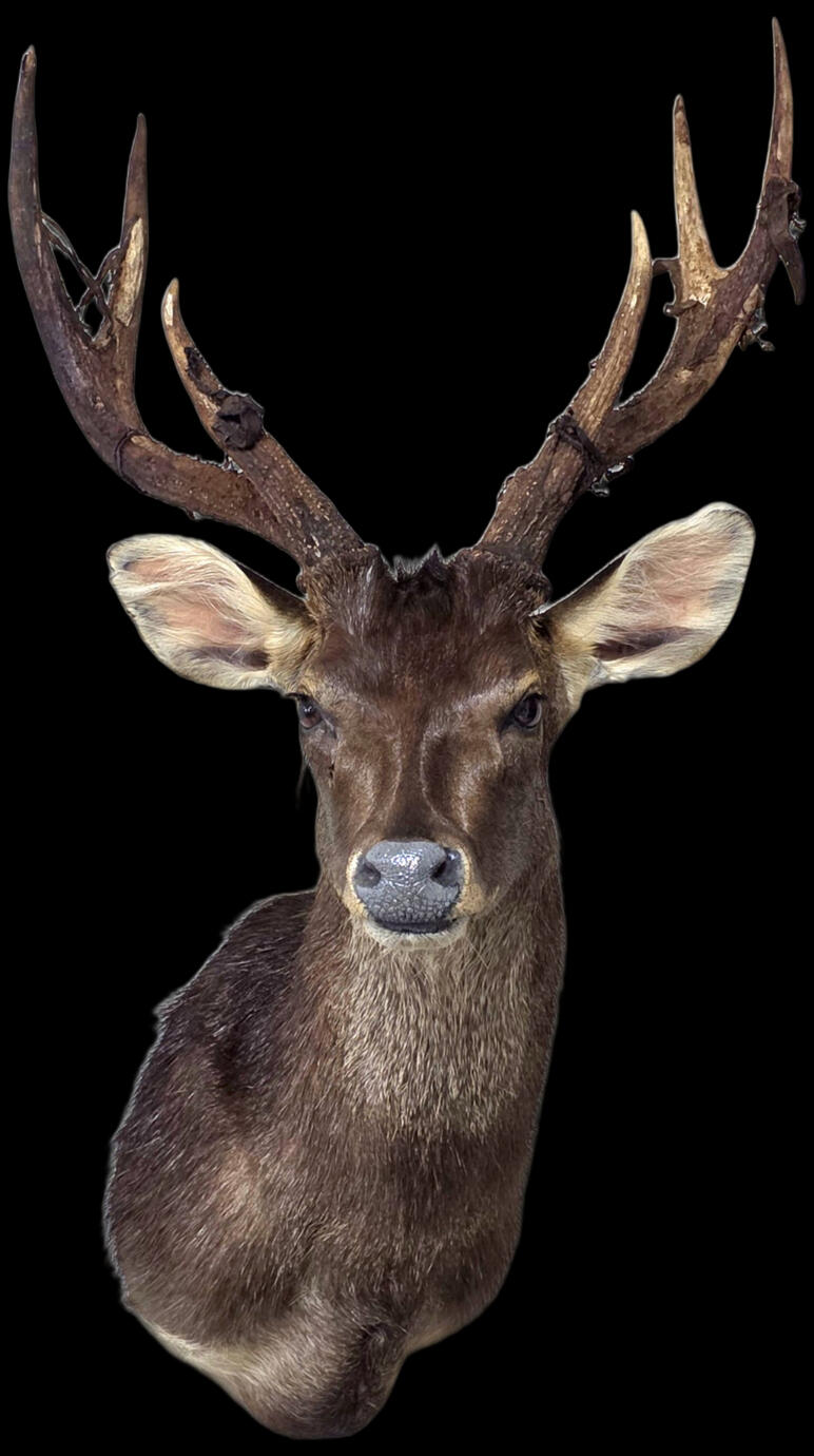 Rusa deer (Rusa timorensis)