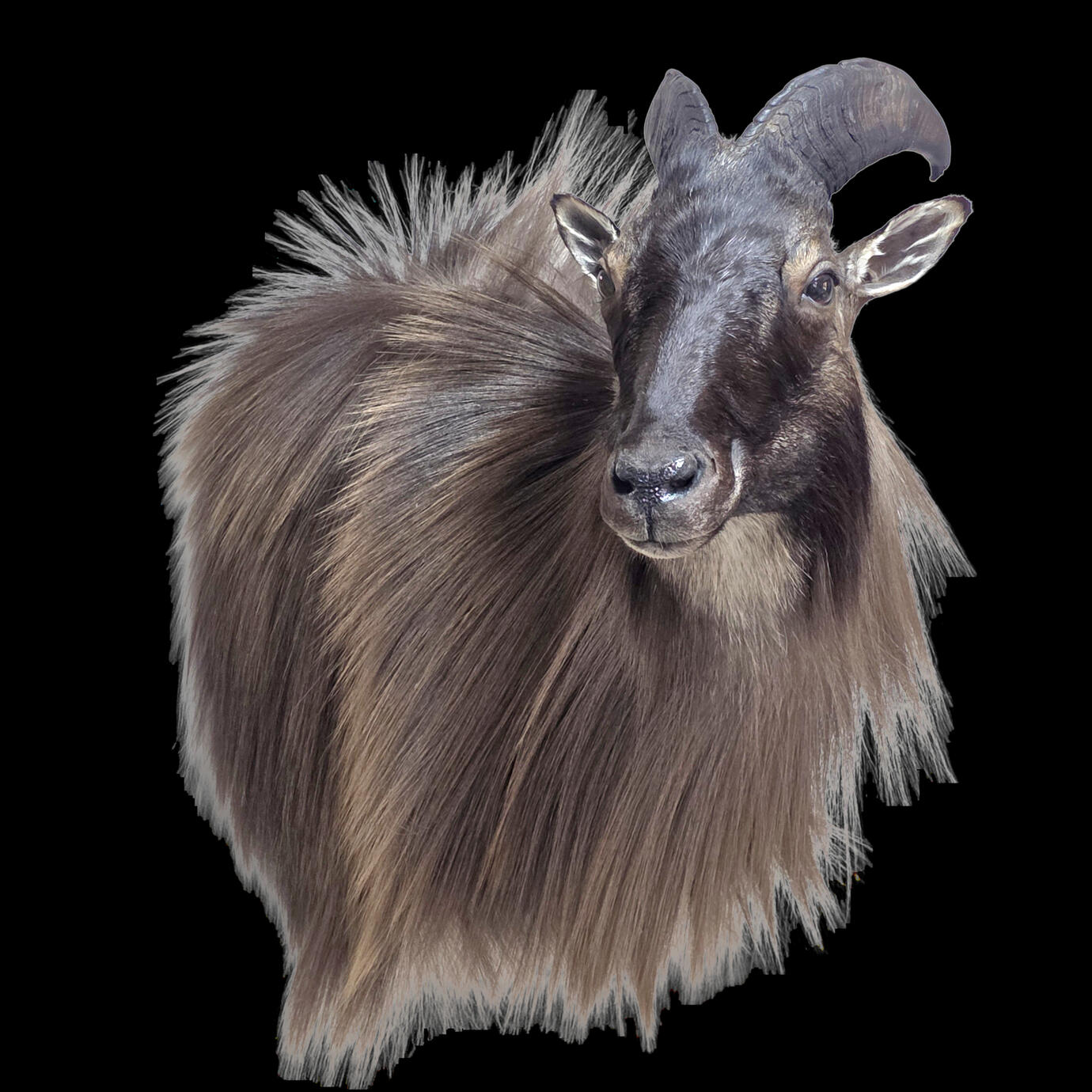 Himalayan tahr