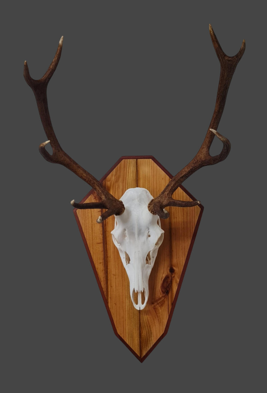 Red deer European skull mount