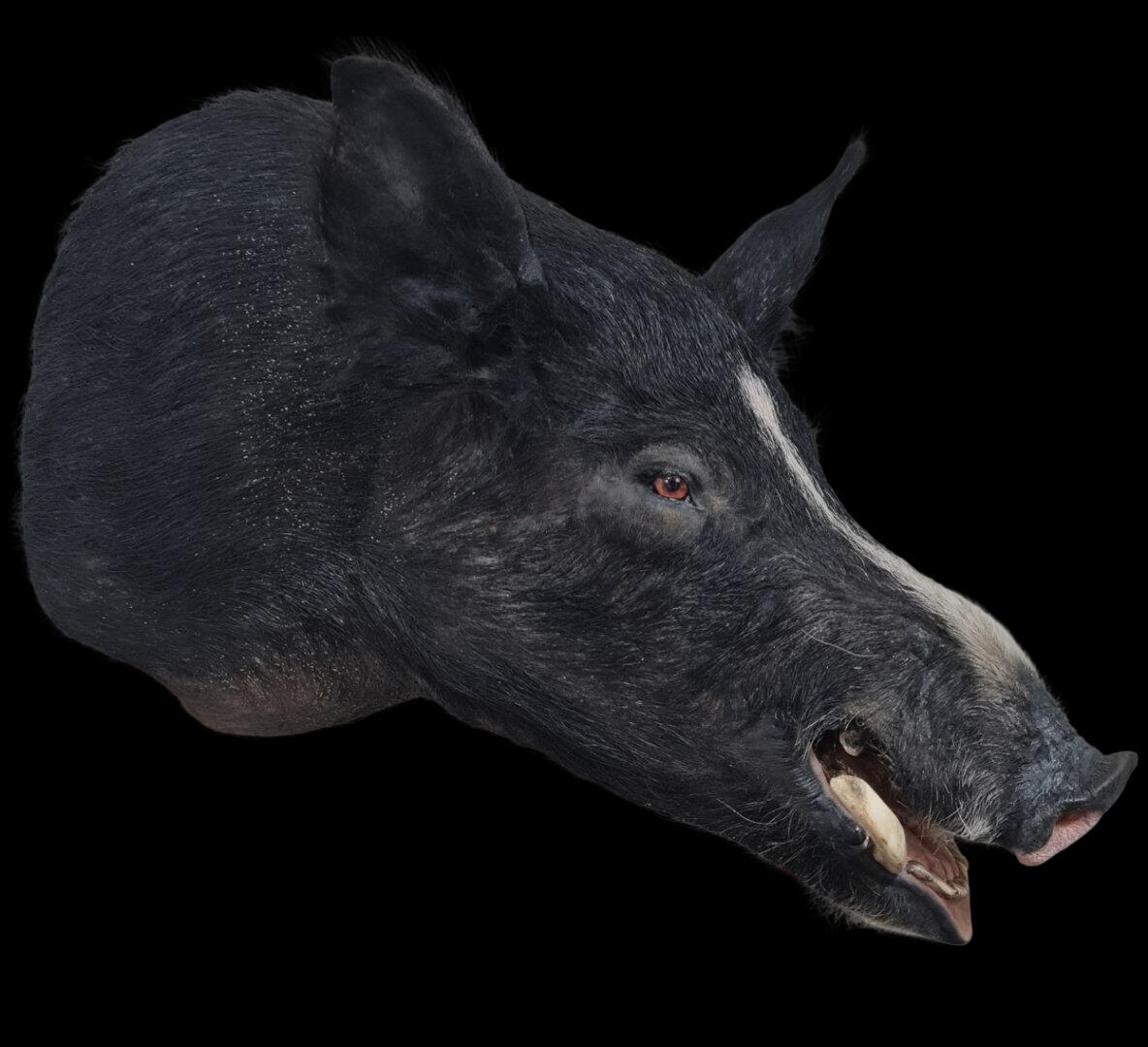 Wild boar (Sus scrofa)