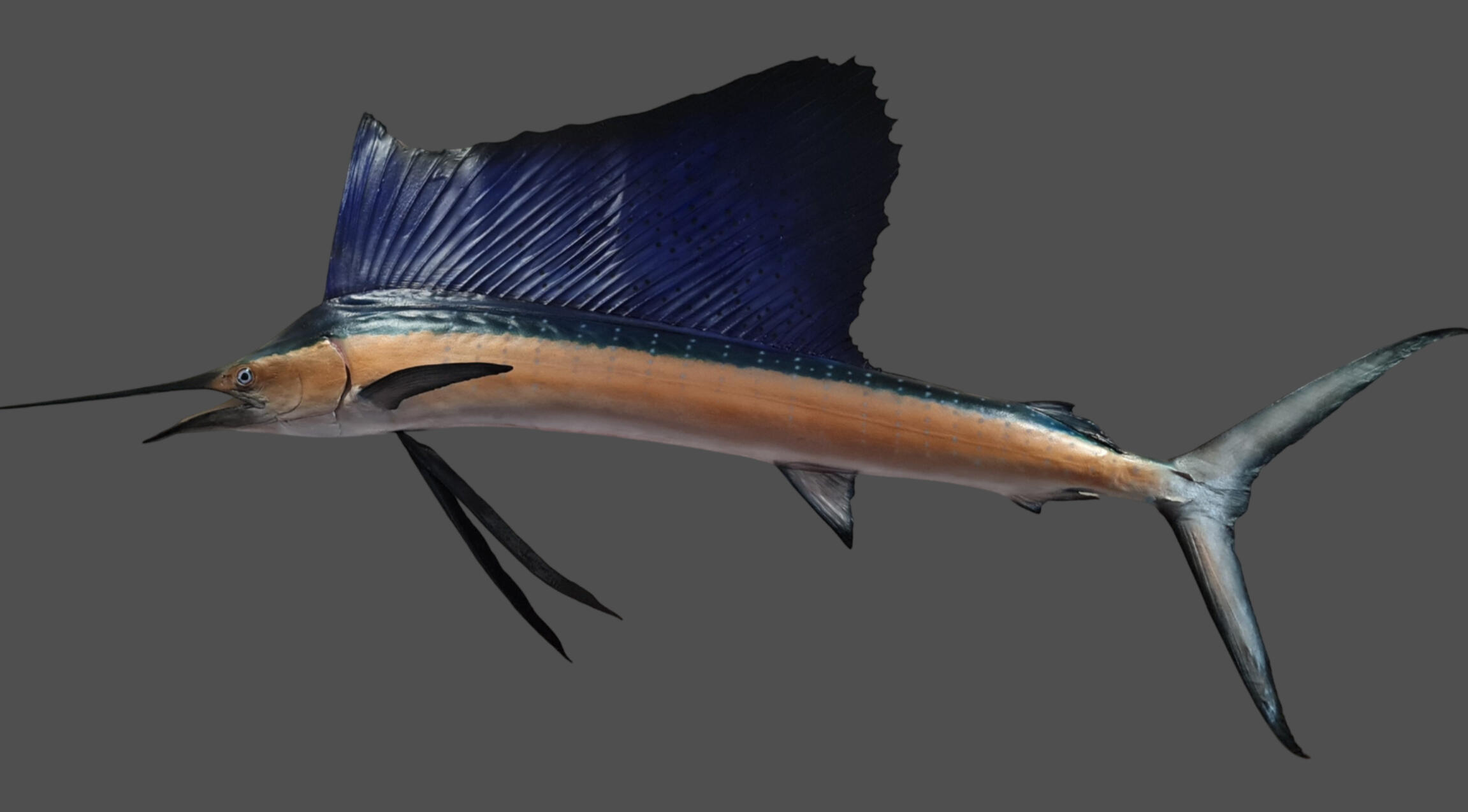 Indo-Pacific sailfish reproduction