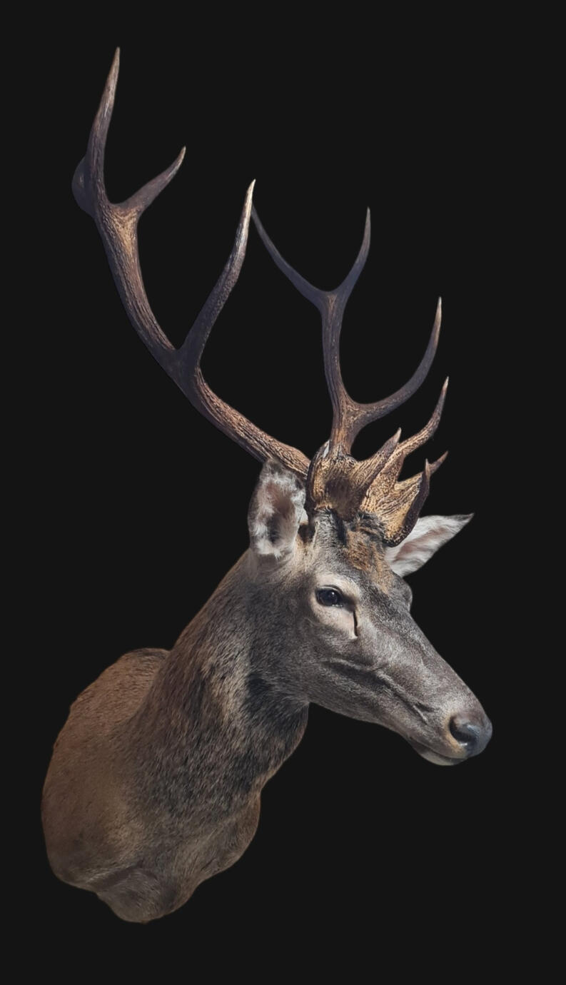 Red deer (Cervus elaphus)