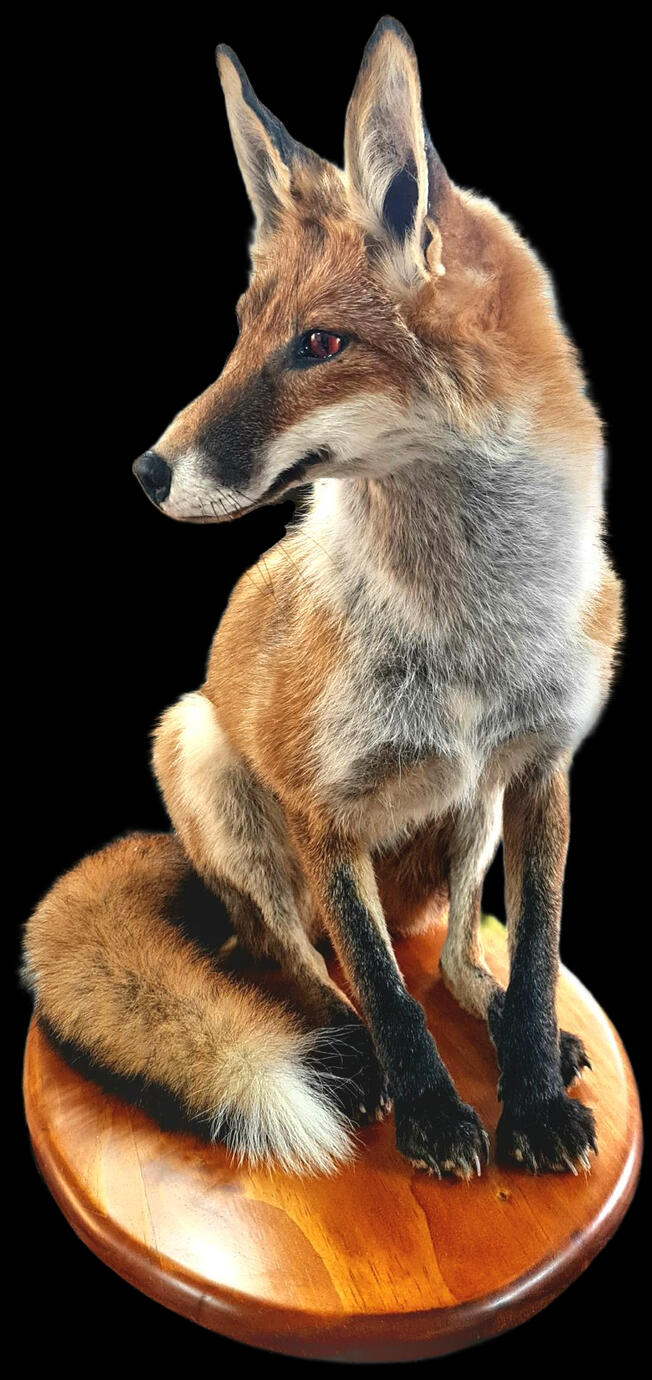 Red fox (Vulpes vulpes)