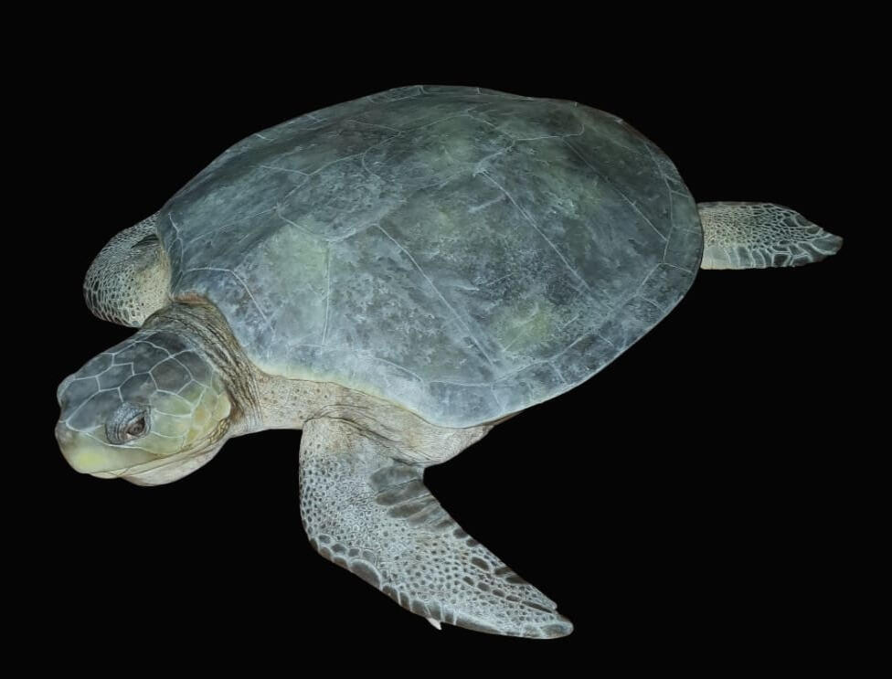 Flat-back turtle reproduction