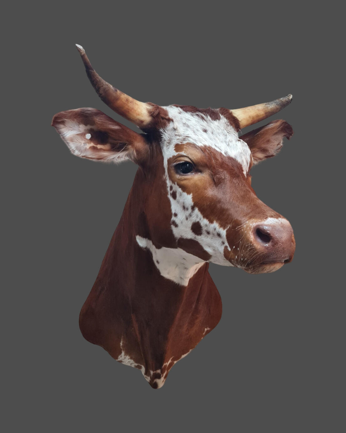 Bullock