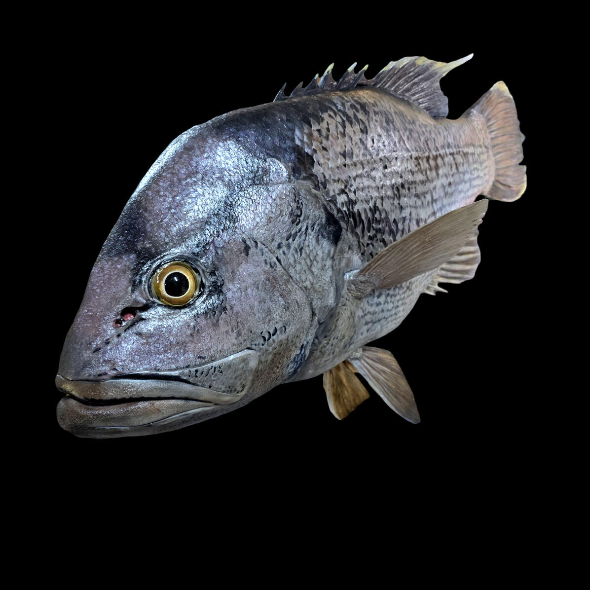 WA Dhufish (Glaucosoma hebraicum)